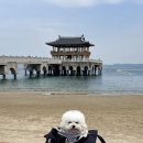 더슈나애견펜션 | 포항 반려동물 동반 숙소, 더원유포리아 애견펜션 후기