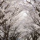 조천변 벚꽃길 이미지