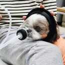 pet20거0793 | 강아지 다이어트 사료 추천 힐스 퍼펙트웨이트 2개월 급여후기