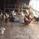 자연농원 이미지