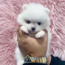 댕댕 일번가 이미지