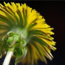 민들레1 이미지