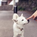 마이펫종합동물병원 이미지