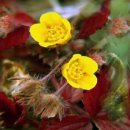 봄의향연 이미지