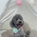 윌리하니 그루밍 이미지