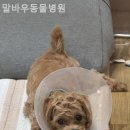 말바우동물병원