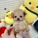 드림독 | 인천강아지분양 고민 끝에 다녀온 드림독 인천점 방문 후기 🐾