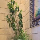 서래로5길 2 이미지