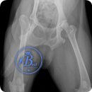 잠실베스트동물병원 수술재활센터 이미지