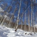 자작나무 숲 이미지