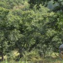 차령농장 이미지