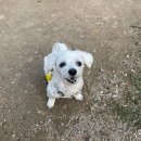 복댕이네 분식 이미지