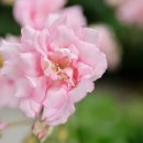 퐁퐈두르 이미지