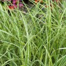 딕시랜드(dixieland) 이미지