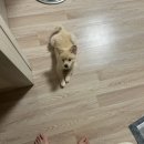 하이바이보호소남양주