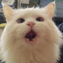 고방동물병원 이미지