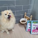 미니도그 이미지