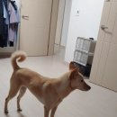 천성훠궈