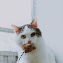 고양이 - 동해시 한섬로 128 | 고양이
