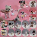 펫플러스라이프 이미지