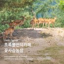 자유공간 사슴목장 | 태백 초록뿔언덕카페 사슴목장 사슴먹이체험 꽃사슴농장