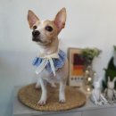 다이아몬독 이미지