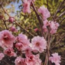 용산-이촌-684 | 서울 봄꽃 숨은 명소(개나리, 벚꽃, 진달래)