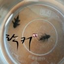 [와일드스토리] 레오파두스 입양후기