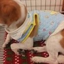 오원석 황금동물병원 이미지