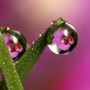 아침이슬 이미지