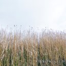 왕골공예가는길 | 강화 나들길 18코스; 왕골 공예마을 가는 길 탐방