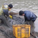 영어조합법인 진천관상어 | 진천 메기마을, 농가당 연 2~3억 '대박'