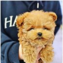 인천 강아지분양 고양이분양 미유펫 | 인천강아지분양 고양이분양 미유펫 인천점 새 환경 적응 일상^^!