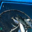 해성수산 이미지