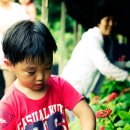 인삼농장 이미지