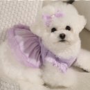 어도러블독 이미지