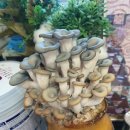 안진초등학교 이미지