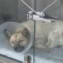 사랑으로동물병원 | 강아지 전방십자인대 파열 수술 후기 (소래동물병원 추천!)