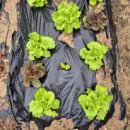 양수리스테이 이미지