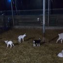 이삭목장 이미지