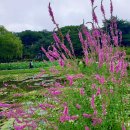 아름다운 부처꽃 &amp; 가시연꽃 이미지