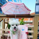 카페휴개 이미지