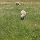 한국목장 이미지