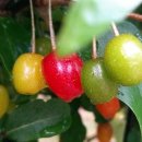 비내섬의 아침 이미지