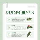 식물테라피