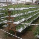 매향농장 이미지