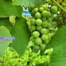 포도가 있는 풍경 이미지