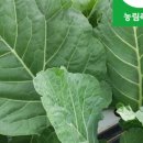 담양녹즙 이미지