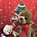 커몽커몽펫 이미지