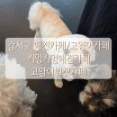 커멍커멍 | 강서구 애견카페 커멍커멍애견카페 / 강서구 고양이카페 고양이별캣카페
